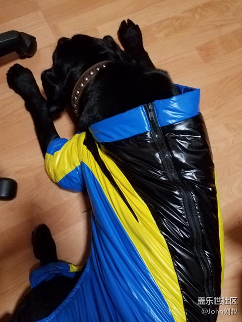 遛狗