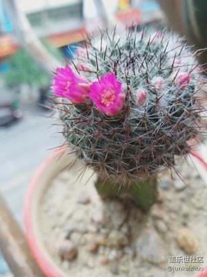 家里仙人球开花