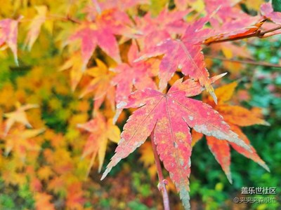 镜头下冬日里的花花草草叶叶人人