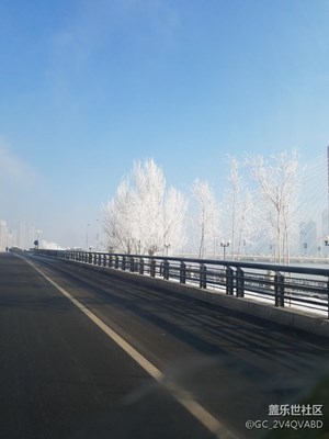 雾松