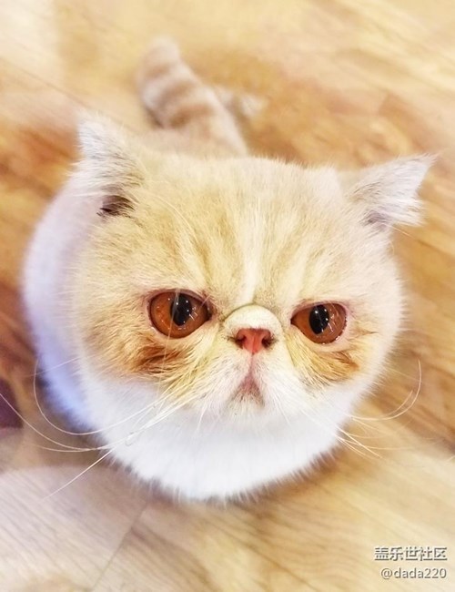 喵咪