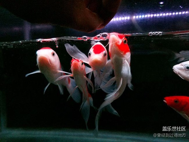 我的鱼缸我的鱼