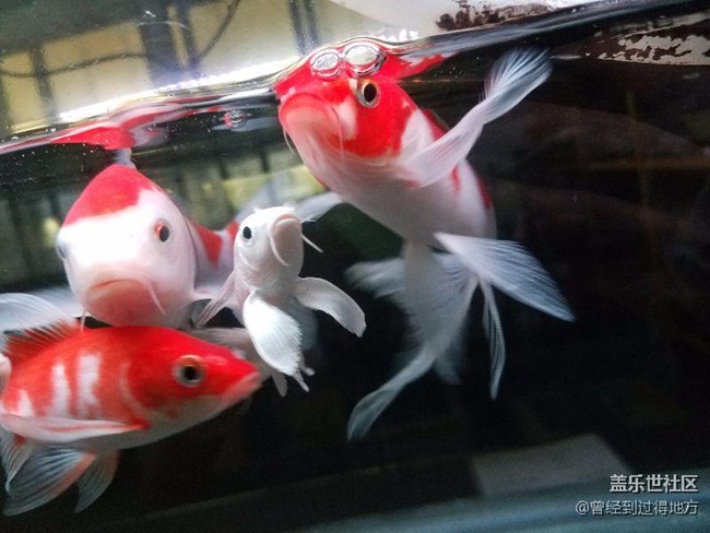 我的鱼缸我的鱼