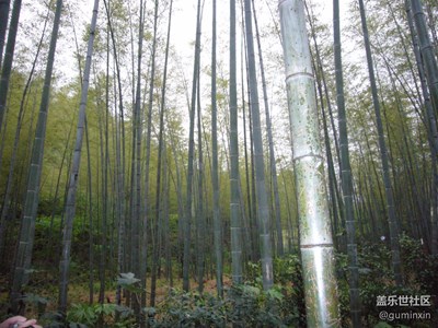 南山竹海8
