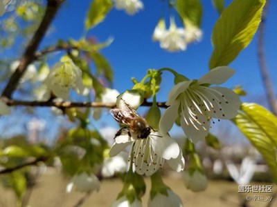 蜜蜂采花