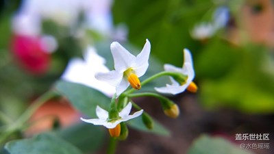 生机盎然—花儿