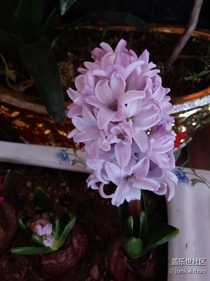 拍拍家里的风信子