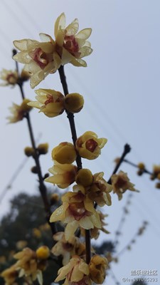 腊梅