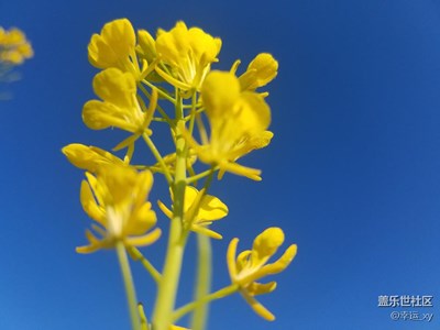 油菜花开