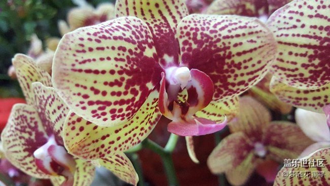 随便拍了两张，鉴赏一下