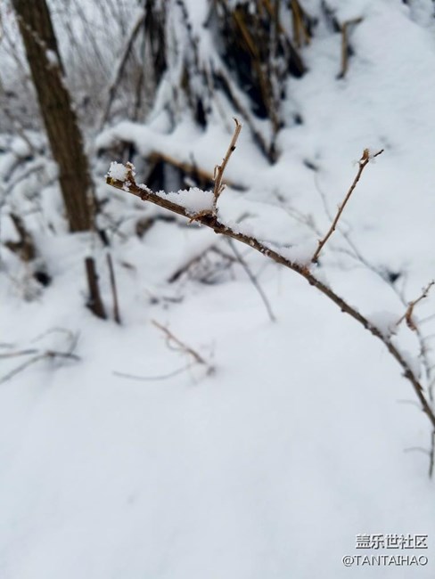 这个冬天，你们那里下雪了吗