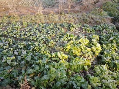 寒霜降，迎朝阳，事事吉祥万物长