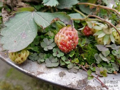 草莓🍓小品种