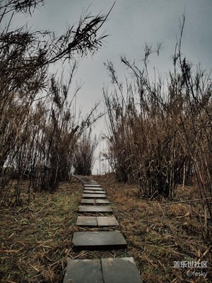 阴雨天的湖边，像穿越到恐怖电影里