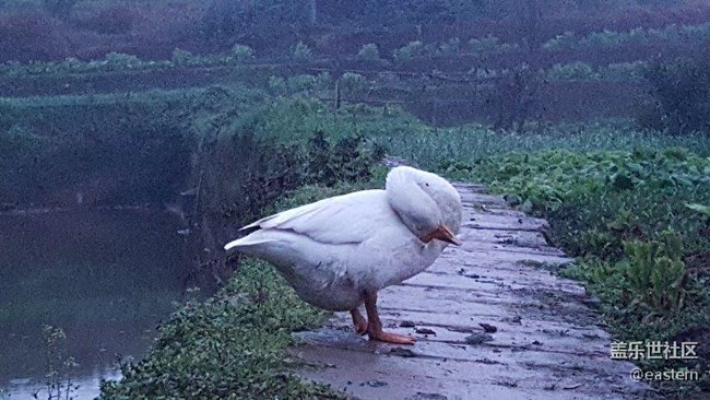过年