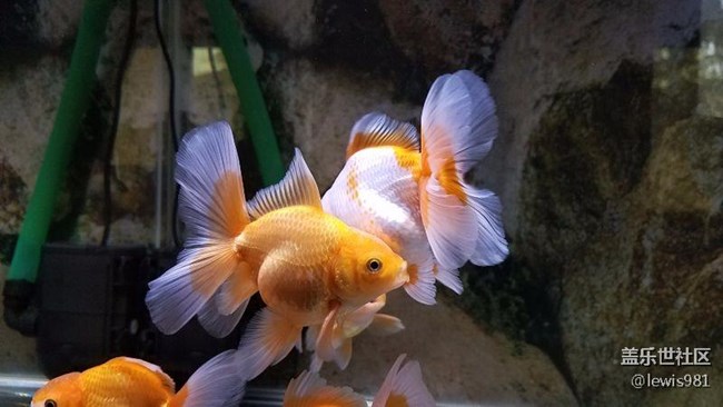 继续拍拍鱼Y(＾_＾)Y
