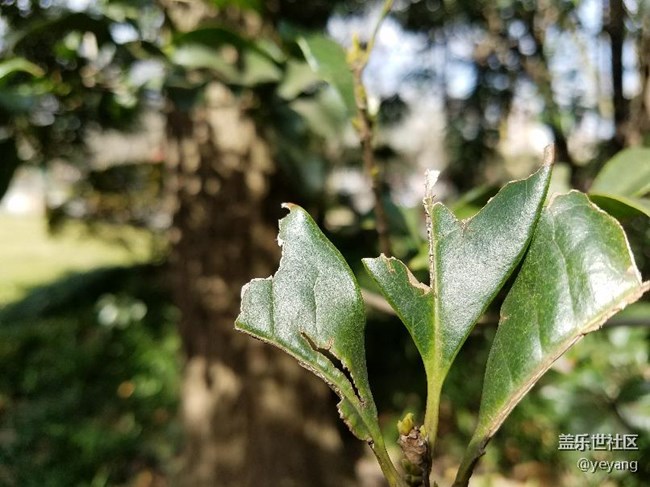 这是昨天在公园里随手拍的