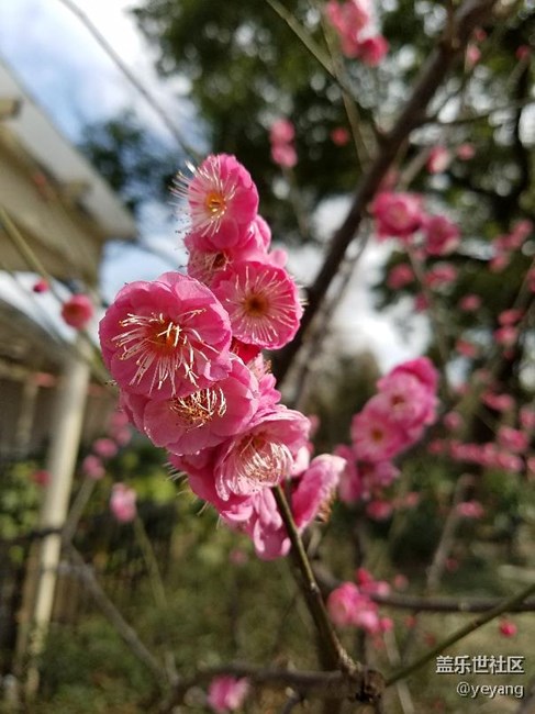 这是昨天在公园里随手拍的