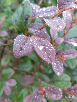 雨景