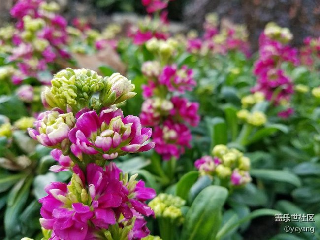 这是昨天在公园里随手拍的