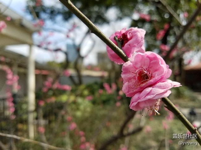 这是昨天在公园里随手拍的