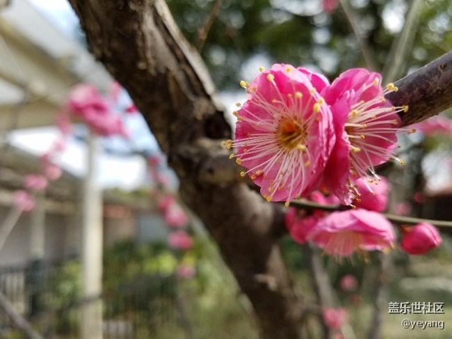 这是昨天在公园里随手拍的