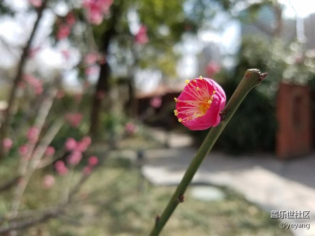 这是昨天在公园里随手拍的
