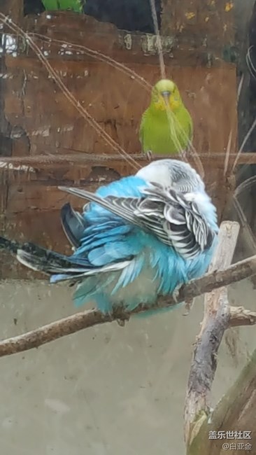 小可爱