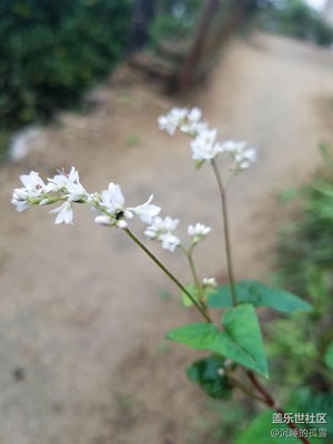 闲花野草也美丽