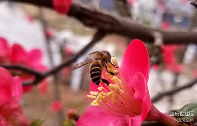 花香鸢飞迎元宵