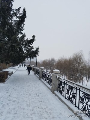 松树