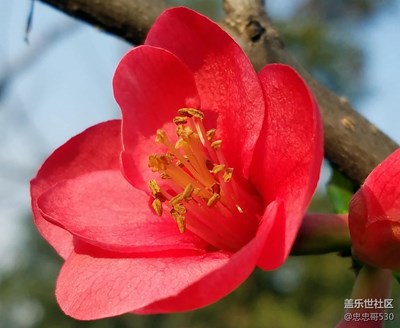 春风抚海棠