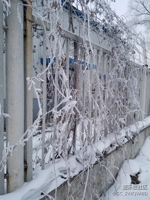 树挂