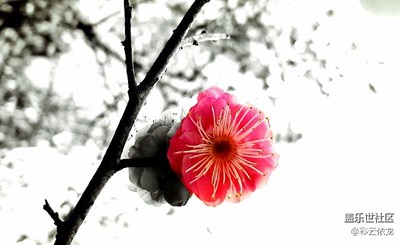 红与黑