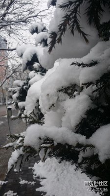窗外+伊宁+初春雪后