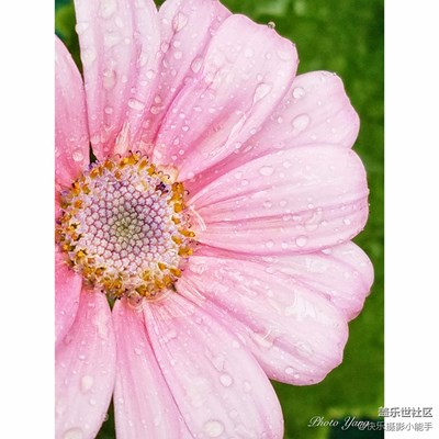 那些花儿