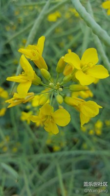 油菜花小记