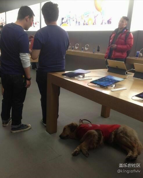 温情一幕:Apple Store员工可带导盲犬上班 温情一幕:Apple Store员工可带导盲犬上班