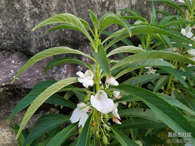 指甲花