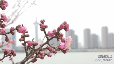 七姨的随拍