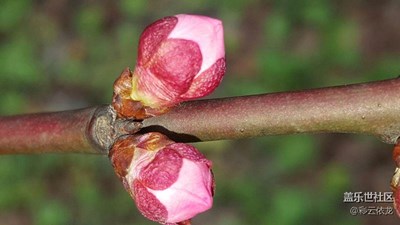 花牵骨