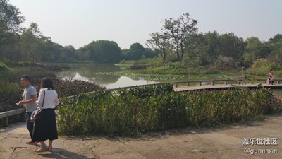 杭州西溪湿地1