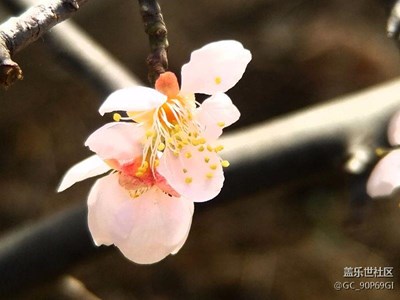 大棚梅花。