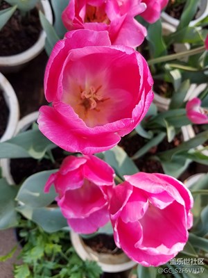 花儿那样红