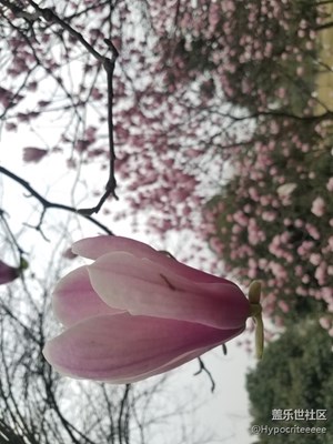今天看见一树玉兰开花了