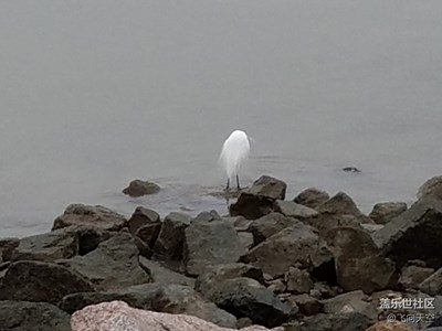 海鸥