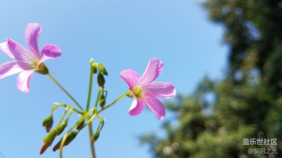 春来了+深圳+春天花会开