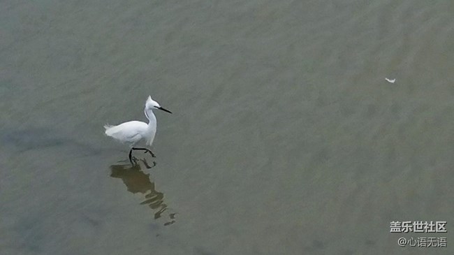 心语游深圳之春在深圳湾 心语游深圳之春在深圳湾