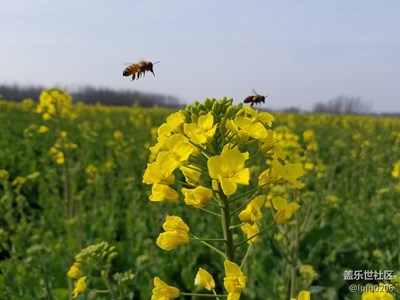又到油菜花开时，随拍
