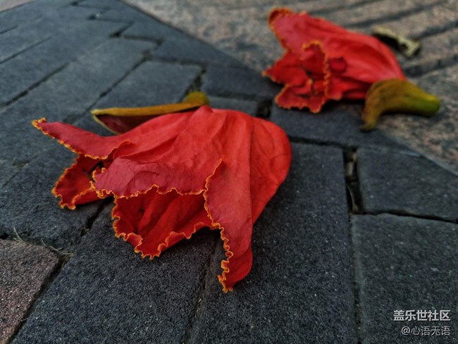 心语游深圳之春在深圳湾 心语游深圳之春在深圳湾